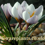 Crocus vitellinus Paloma
