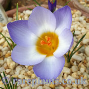Crocus zetterlundii