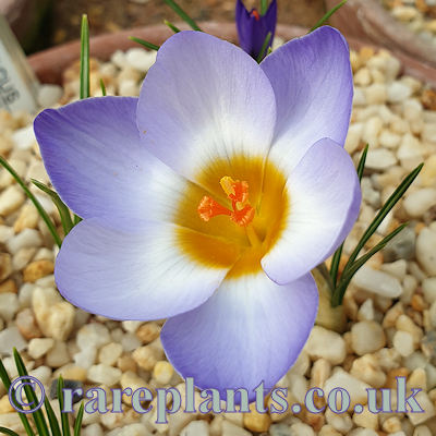 Crocus zetterlundii