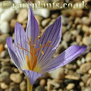 Crocus zubovii