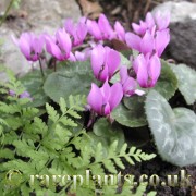 Cyclamen colchicum