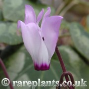 Cyclamen persicum