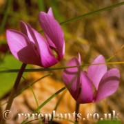 Cyclamen purpurascens fatrense