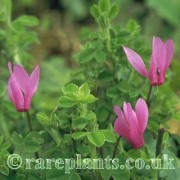 Cyclamen repandum
