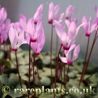 Cyclamen repandum peloponnesiacum