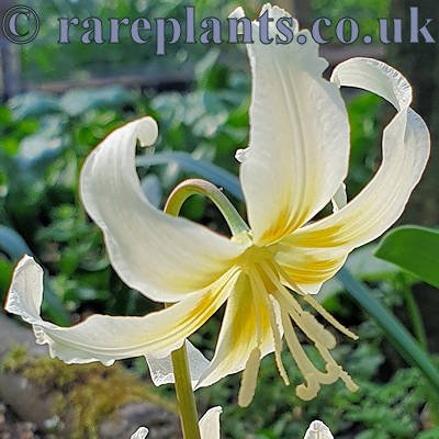 Erythronium Margaret Mathew