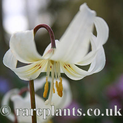 Erythronium californicum x revolutum