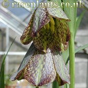 Fritillaria Lentune Slate