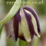 Fritillaria acmopetala wendelboi