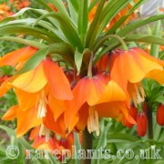 Fritillaria eduardii Gala Gown