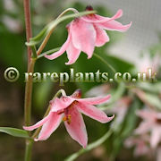 Fritillaria gibbosa
