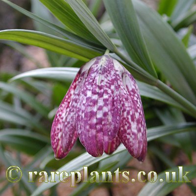 Fritillaria hupehensis