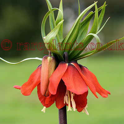 Fritillaria imperialis EM.1486