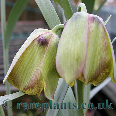 Fritillaria ionica
