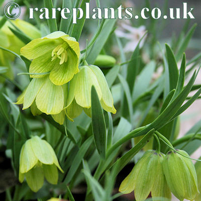 Fritillaria kurdica Arnis