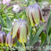 Fritillaria kurdica Talysh