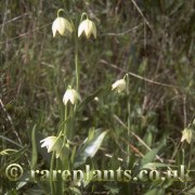 Fritillaria liliacea