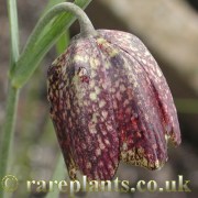 Fritillaria maximowzii