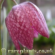 Fritillaria meleagris Mars