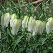 Fritillaria meleagris Vesta