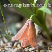 Fritillaria minuta