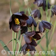 Fritillaria obliqua