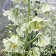 Fritillaria persica Ivory Bells