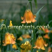 Fritillaria phaeanthera
