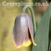 Fritillaria pinardii Ole Sonderhousen