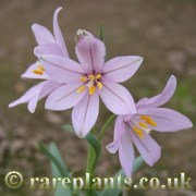 Fritillaria pluriflora