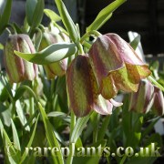 Fritillaria pontica substipelata JJA.502.102