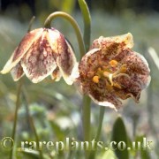 Fritillaria purdyi