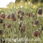 Fritillaria pyrenaica