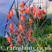 Fritillaria recurva