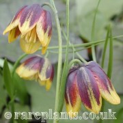 Fritillaria reuteri