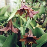 Fritillaria sewerzowii Brown
