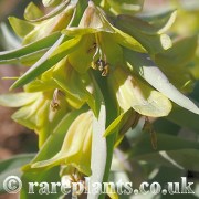 Fritillaria sewerzowii Yellow