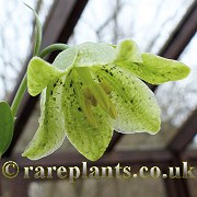 Fritillaria straussii