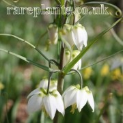 Fritillaria verticillata