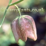 Fritillaria walujewii