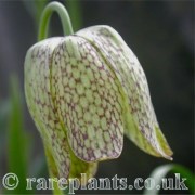 Fritillaria whittallii PW 72-64b