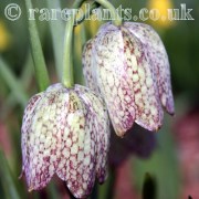 Fritillaria whittallii VV.TW.115555