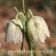 Fritillaria whittallii