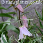 Fritillaria yuminensis