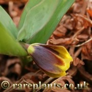 Fritillaria zagrica