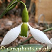 Galanthus Acton Pigot No.3