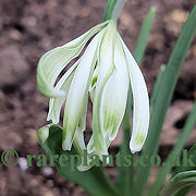 Galanthus Alburgh Claw