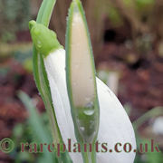 Galanthus Anglesey Orange Tip