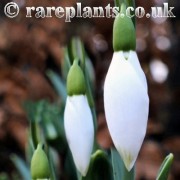 Galanthus Big Boy