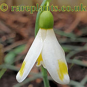 Galanthus Bitter Lemons